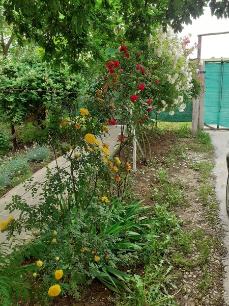 Ilfov, comuna Berceni,